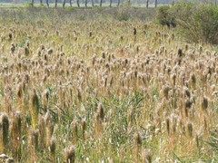 Schizachyrium condensatum
