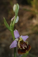 Ophrys fuciflora souchei