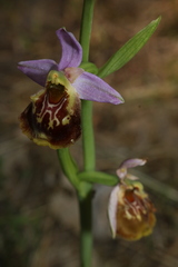 Ophrys fuciflora souchei