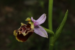 Ophrys fuciflora souchei