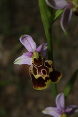Ophrys fuciflora souchei