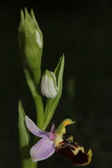 Ophrys fuciflora souchei