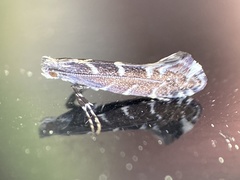 Callisto denticulella