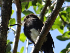 Brachygalba lugubris