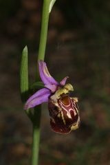 Ophrys fuciflora souchei