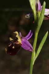 Ophrys fuciflora souchei