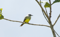 Tyrannus melancholicus