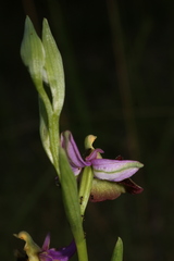 Ophrys fuciflora souchei