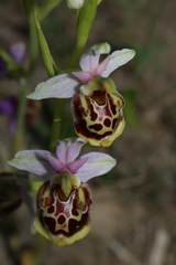 Ophrys fuciflora souchei