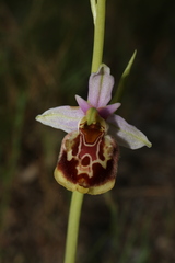 Ophrys fuciflora souchei