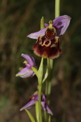 Ophrys fuciflora souchei