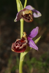 Ophrys fuciflora souchei