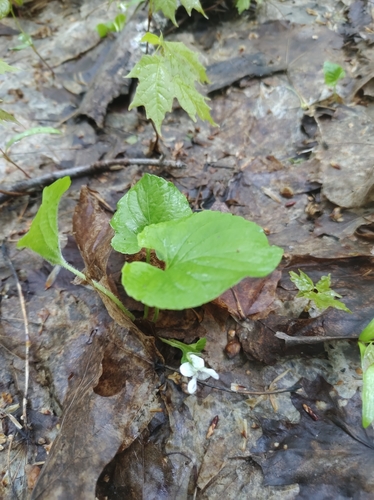 Image of Viola incognita by no rights reserved