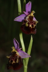 Ophrys fuciflora souchei