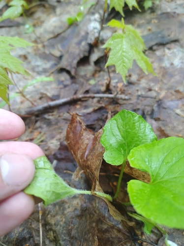 Image of Viola incognita by no rights reserved