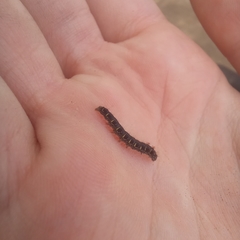 Eriogaster lanestris