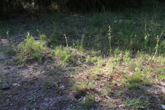 Ophrys fuciflora souchei