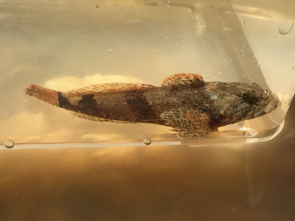 Tallapoosa Sculpin