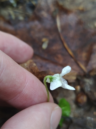 Image of Viola incognita by no rights reserved