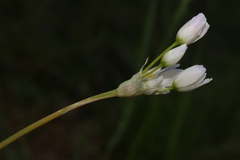 Allium roseum roseum