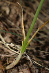Allium roseum roseum