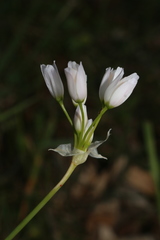 Allium roseum roseum