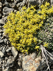 Draba stenopetala