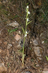 Ophrys philippei