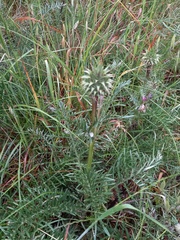 Cynara humilis