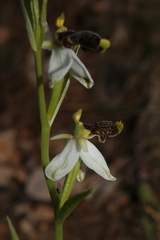 Ophrys philippei