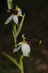 Ophrys philippei