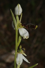 Ophrys philippei