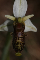 Ophrys philippei