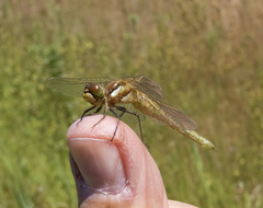 Sympetrum madidum