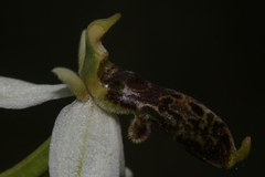 Ophrys philippei