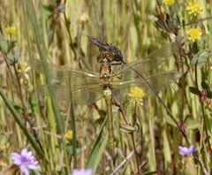 Sympetrum madidum