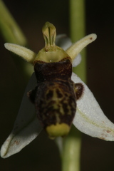 Ophrys philippei
