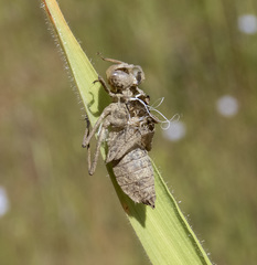 Sympetrum madidum