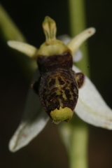Ophrys philippei