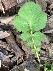 Geum macrophyllum macrophyllum