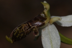 Ophrys philippei