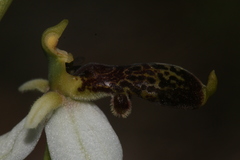 Ophrys philippei