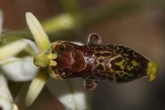 Ophrys philippei