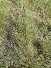 Festuca roemeri roemeri