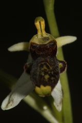 Ophrys philippei