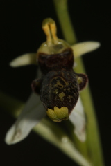 Ophrys philippei