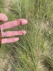 Festuca roemeri roemeri