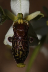 Ophrys philippei