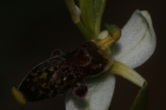 Ophrys philippei