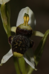 Ophrys philippei